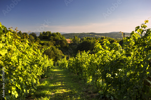 Beautiful sunset over the vineyard