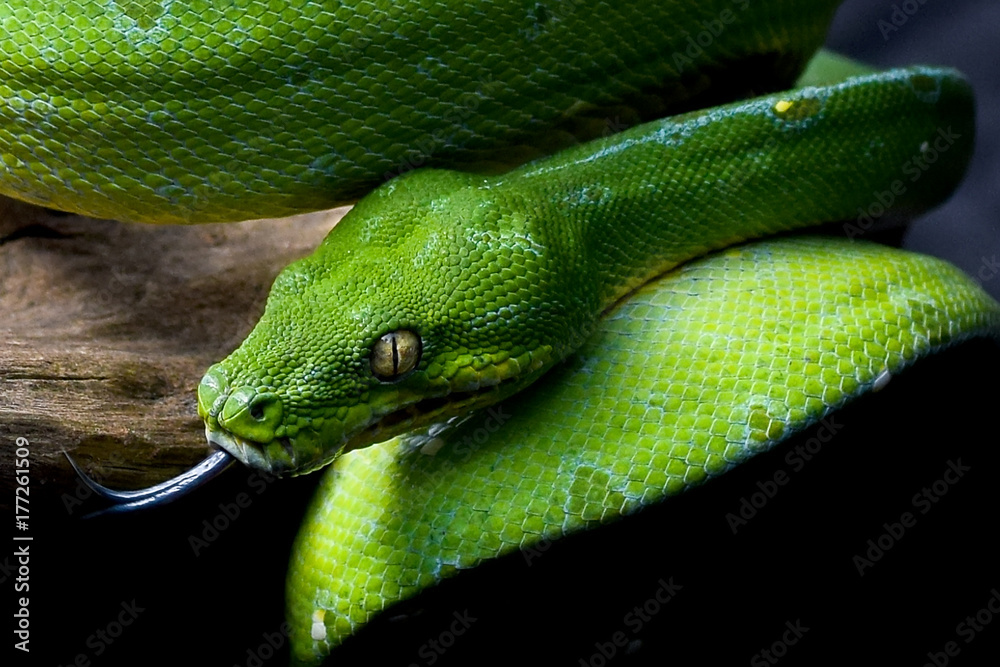 Green Tree Python/ Chondropython Azureus/ Morelia Viridis 스톡 사진 | Adobe  Stock