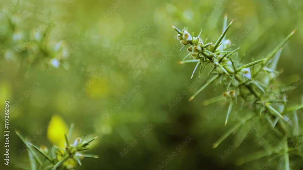 Bright yellow and green Gorse plant close up abstract background shot with bokeh blur. Wild flowers bloom in autumn Bright yellow and green Gorse plant close up abstract background shot with bokeh blur. Wild flowers bloom in autumn
