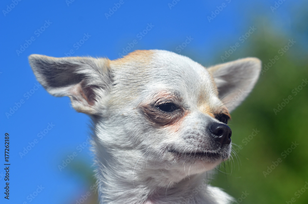 Junger Chihuahua