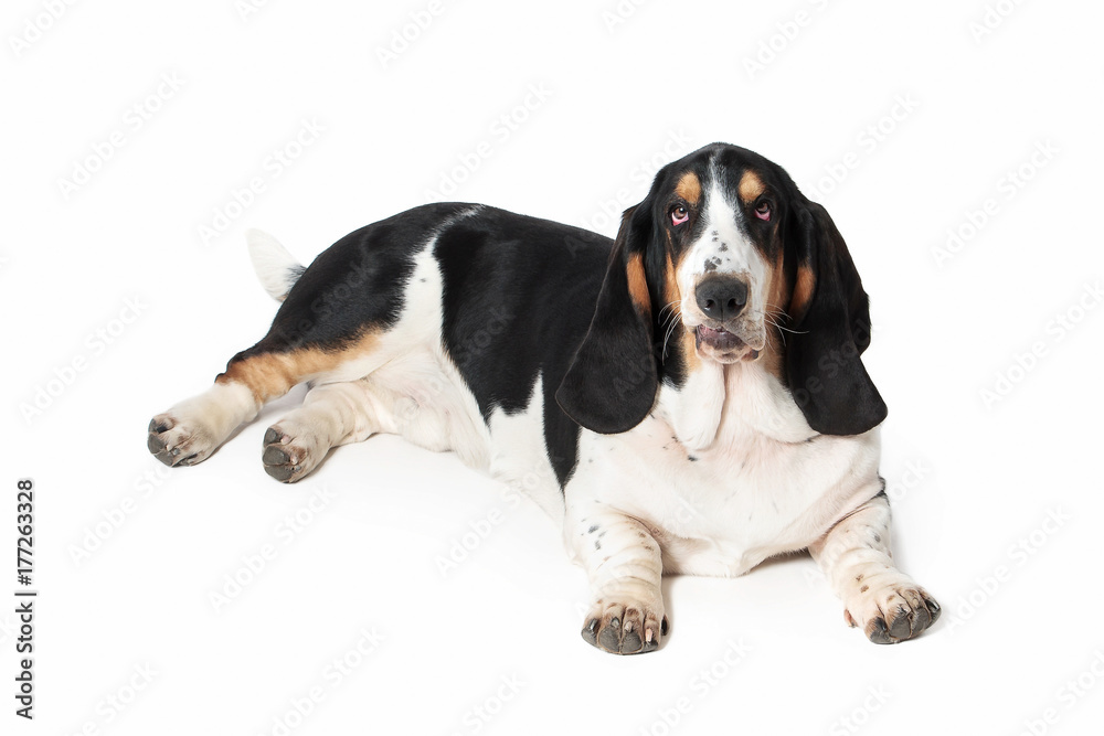 Dog. Basset hound dog on white background Dog. Basset hound dog on white background
