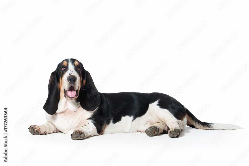 Dog. Basset hound dog on white background Dog. Basset hound dog on white background