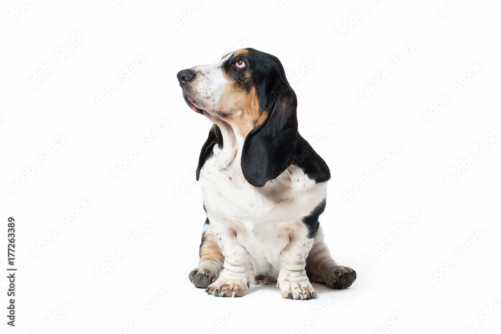 Dog. Basset hound dog on white background