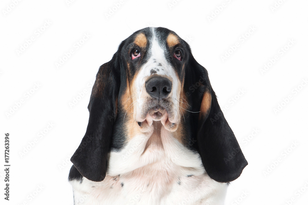 Dog. Basset hound dog on white background