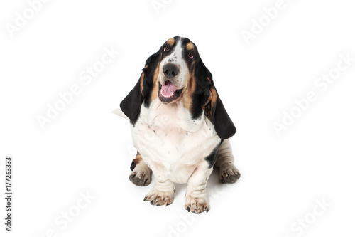Dog. Basset hound dog on white background © dionoanomalia