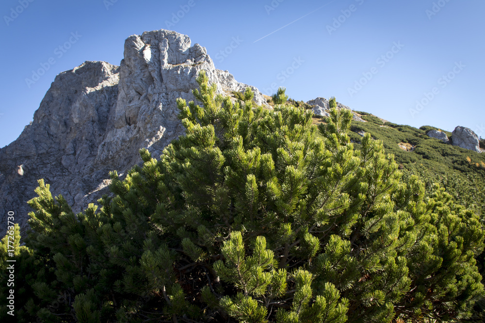 Bergkiefer, Latschen (pinus mugo) am Hochschwab, Steiermark,Österreich