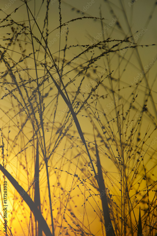 Obraz premium Wild Grass Silhouette Against Golden Hour Sky During Sunset