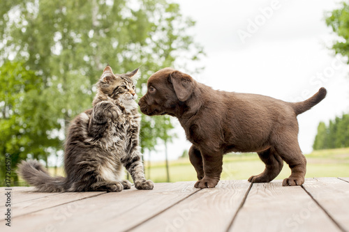 friendship cat and dog