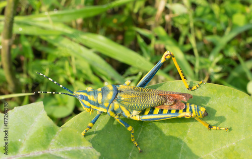Painted Grasshoppers on a leaf of poisonous plant © Anil