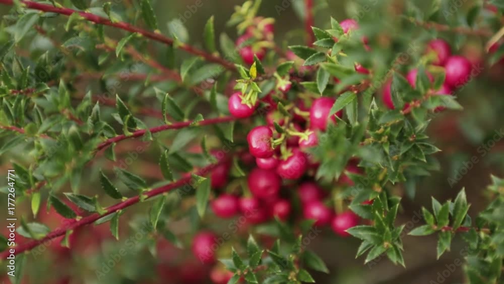 Autumn / Fall close up of red and green Bell's Seedling. evergreen shrubs with simple, leathery leaves and small, bell-shaped red flowers. Autumn / Fall close up of red and green Bell's Seedling. evergreen shrubs with simple, leathery leaves and small, bell-shaped red flowers.