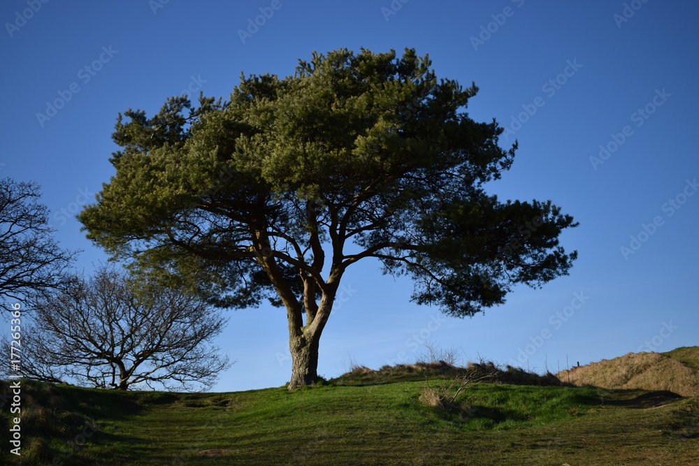 lonely tree lonely tree