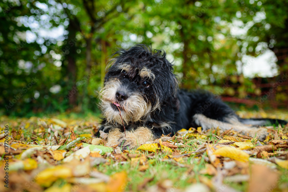 Fototapeta premium Hund