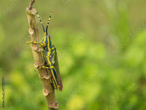 Painted Grasshopper on a twig of a poisonous plant