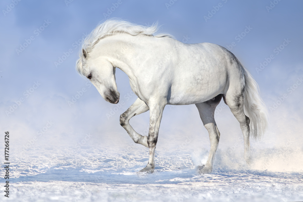 Obraz premium Piękny biały koń biegać w śnieżnym polu
