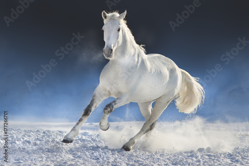 White horse run in snow field against dark background