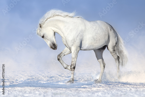 Beautiful white horse run in snow field  © callipso88