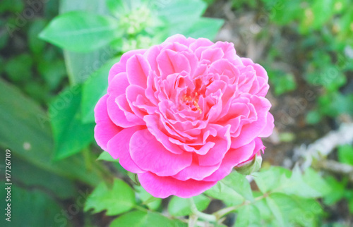 Pink rose  blooming