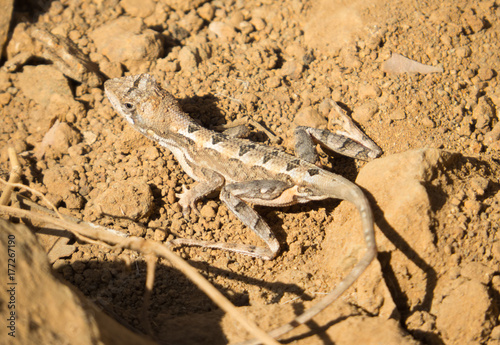 Forest Gecko on a dusty ground