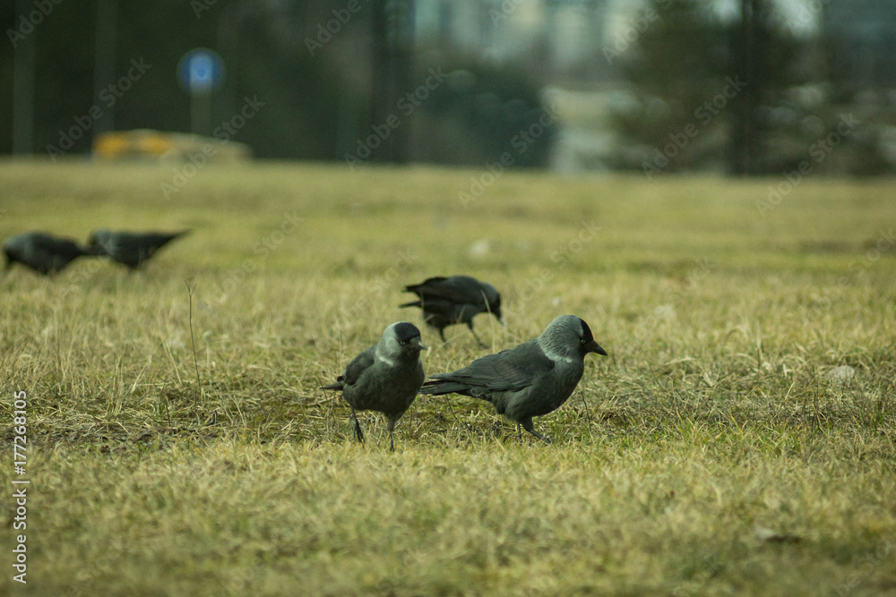 Obraz premium Crows standing in a grass.