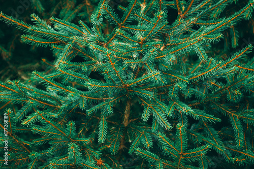 Tips of branches of fir tree.