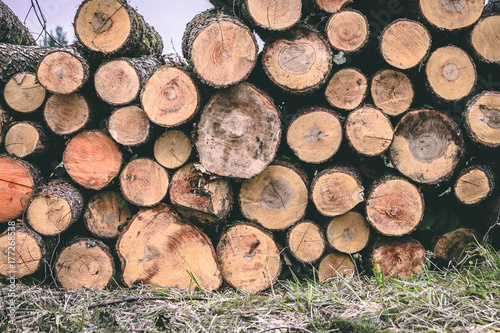 Pile of chopped woods  a log pattern bacground