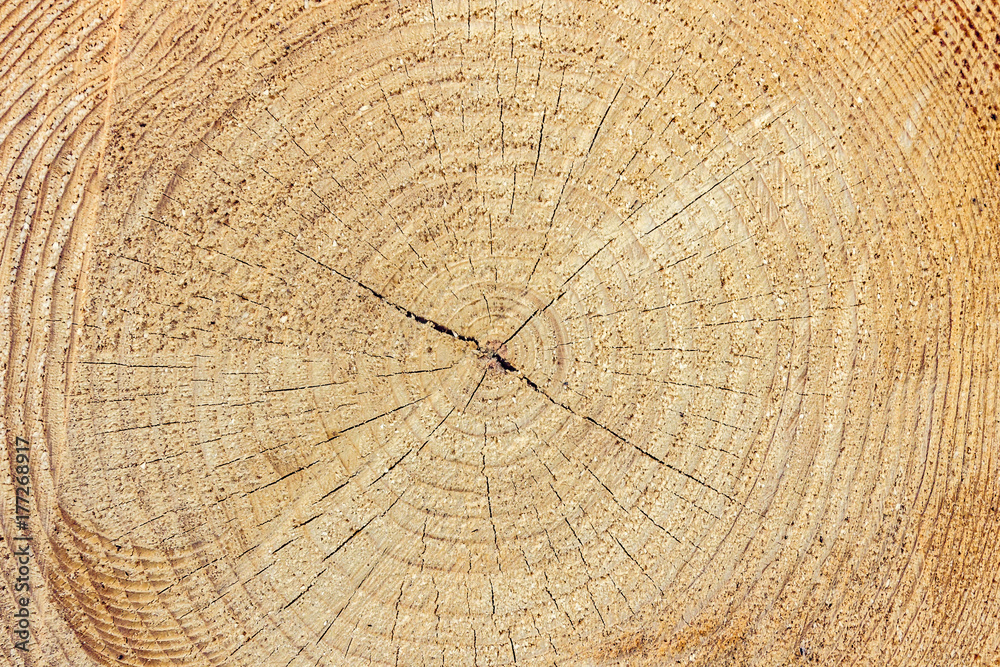 Naklejka premium Stack of wood with annual rings