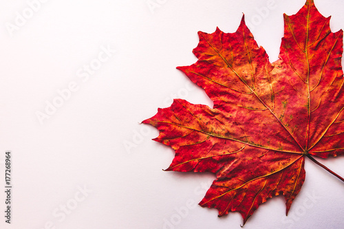 Red maple leaf on an isolated white background