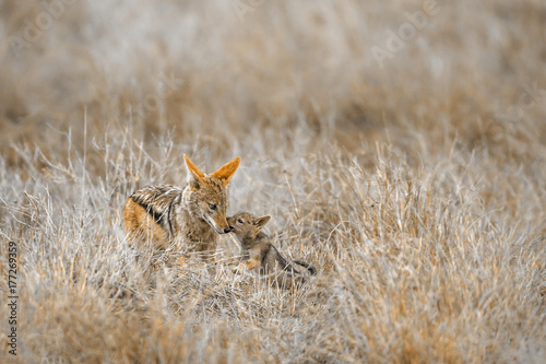Black-backed jackal in Kruger National park, South Africa