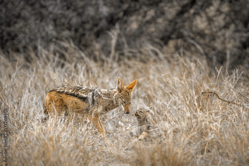 Black-backed jackal in Kruger National park, South Africa