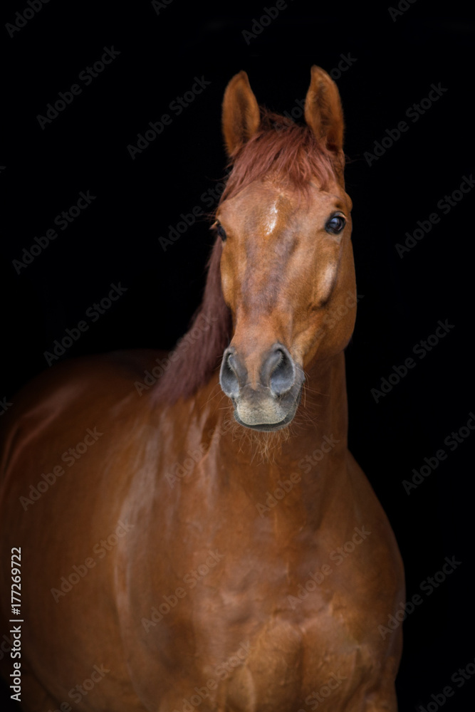 Obraz premium Red horse portrait on black background