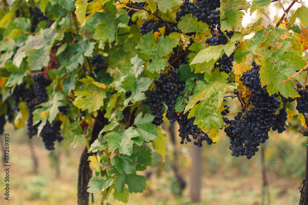 Blue grapes in vineyard near Palava, Southern Moravia, Czech Republic