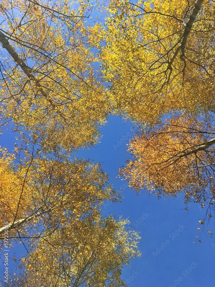 birches in autumn birches in autumn