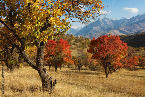 Autumn in the mountains. Uzbekistan.