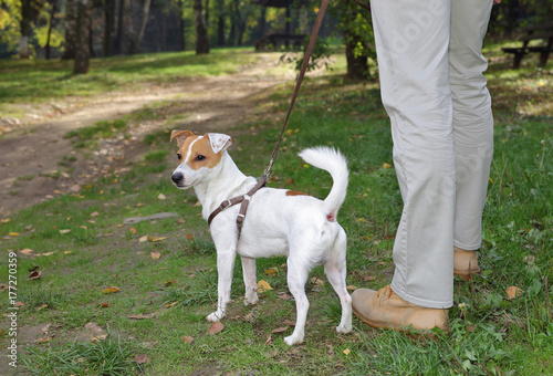Man walking in autumn colorful forest with dog jack russell terrier