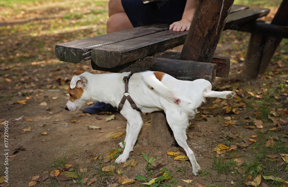 Is My Puppy Marking His Territory