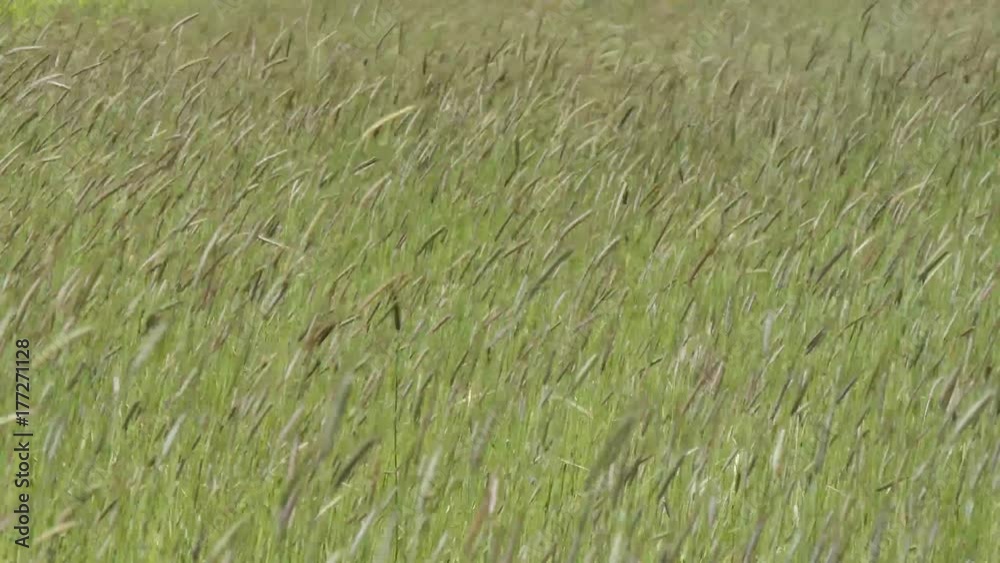 Spighe di orzo al vento sui Monti Sibillini a Castelluccio di Norcia Spighe di orzo al vento sui Monti Sibillini a Castelluccio di Norcia