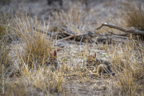 Black-backed jackal in Kruger National park  South Africa