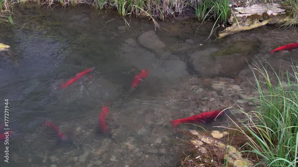 Spawning Kokanee Salmon school swimming back and forth in rocky bottom stream by reedy grass Spawning Kokanee Salmon school swimming back and forth in rocky bottom stream by reedy grass