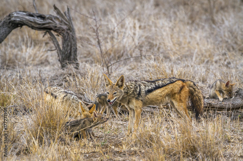 Black-backed jackal in Kruger National park  South Africa