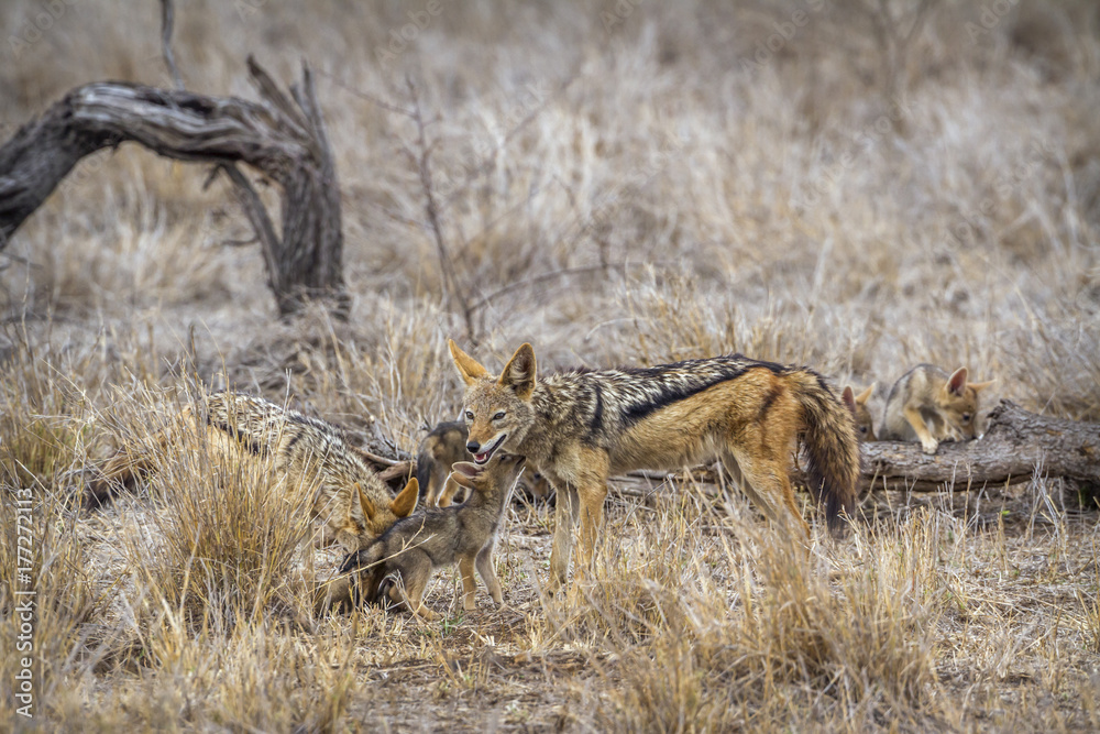 Black-backed jackal in Kruger National park, South Africa Black-backed jackal in Kruger National park, South Africa
