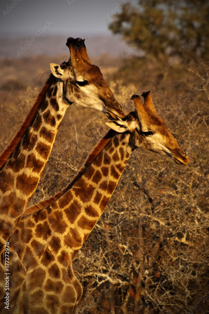 Obraz premium Giraffe in Kruger park