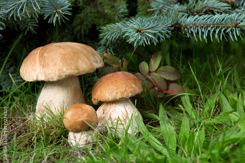 Porcini mushroom in the autumn forest.