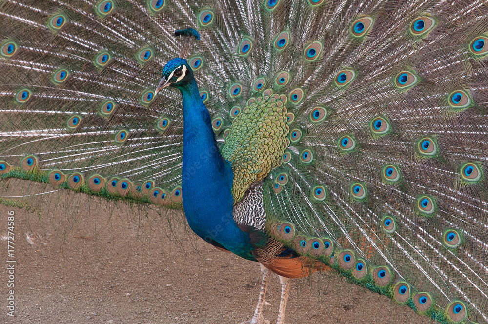 Obraz premium Peacock