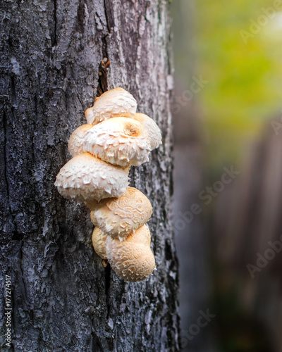 Close-up Mushroom on a tree at autumn park photo