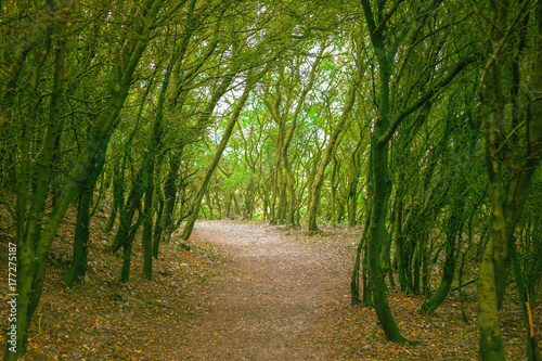 Fototapeta Naklejka Na Ścianę i Meble -  Trail in the popular seaside town Southwold of the UK
