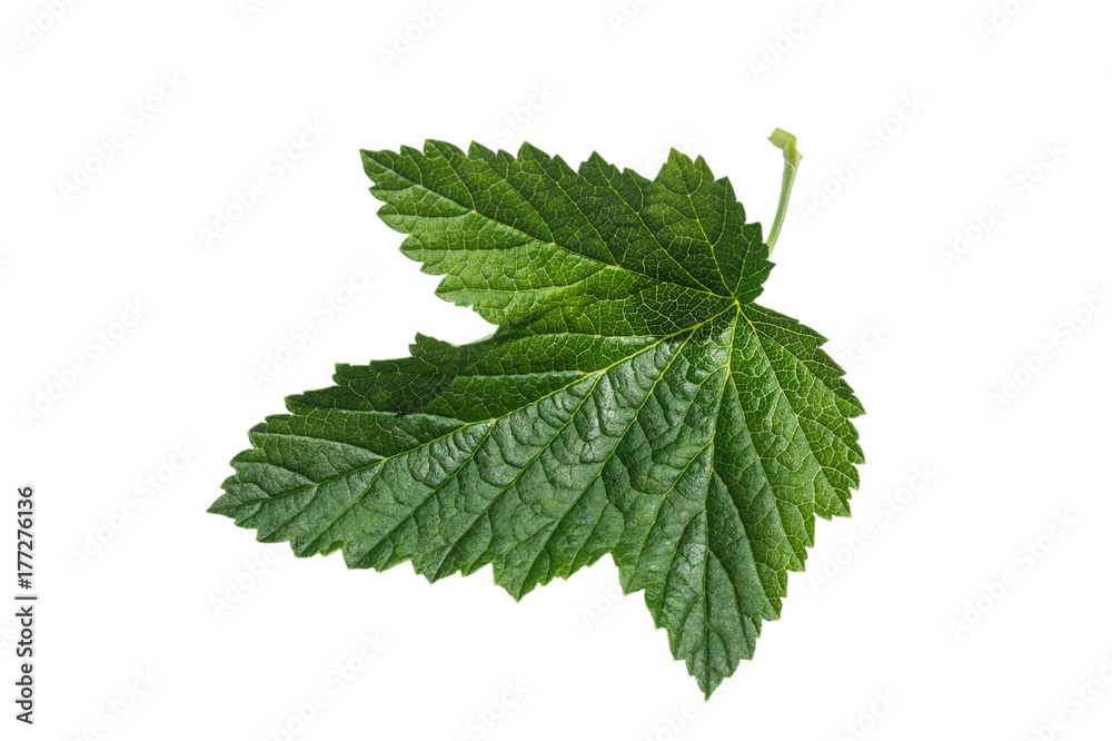 Currant leaf Currant leaf