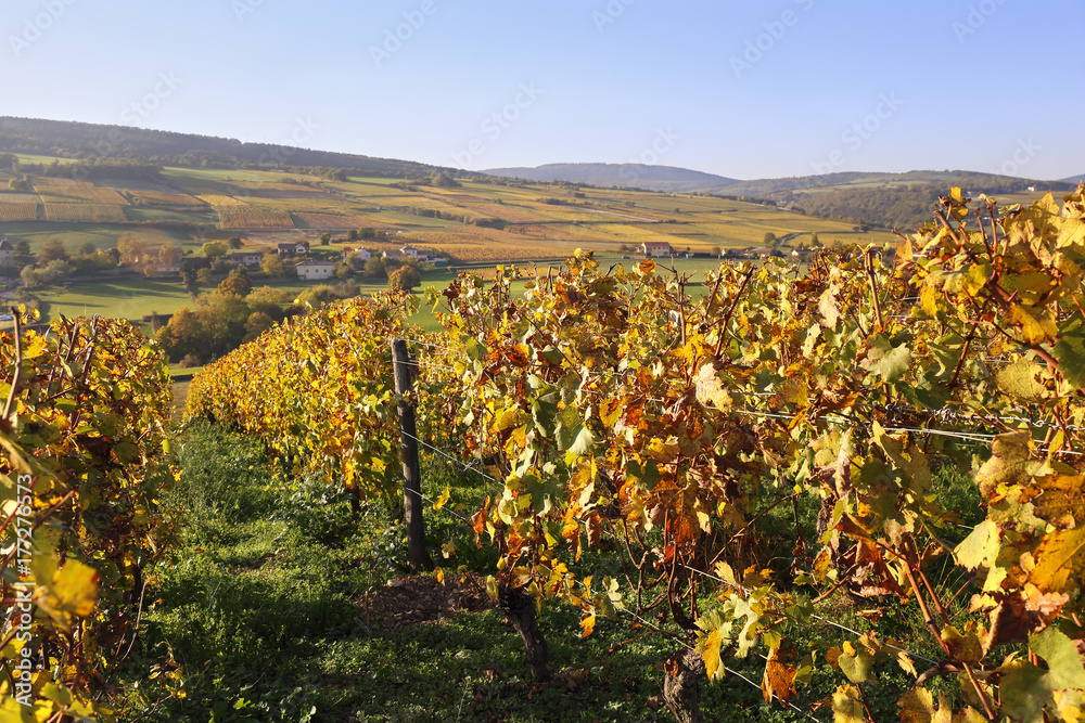 France, the Burgundy region: autumn vineyard