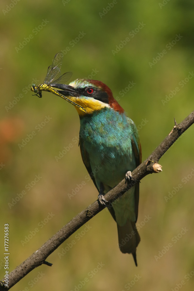 The European bee-eater (Merops apiaster) is sitting on thin branch with typical food dragonfly in the beak with green and yellow background The European bee-eater (Merops apiaster) is sitting on thin branch with typical food dragonfly in the beak with green and yellow background