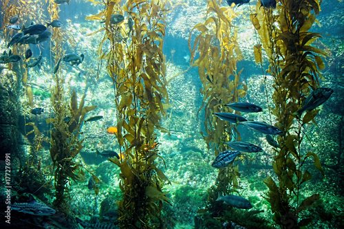 Large aquarium with fish and kelp photo