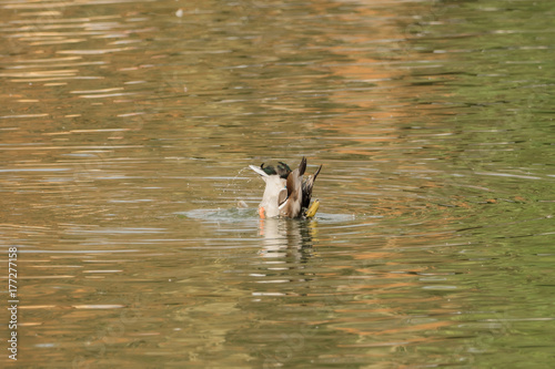 A duck dives into the water © sandradombrovsky